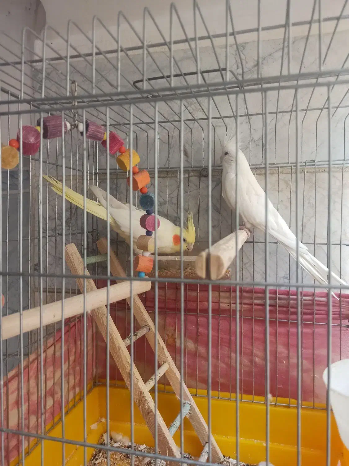 عروس هلندی خوشگل|پرنده|تهران, باغ خزانه|دیوار