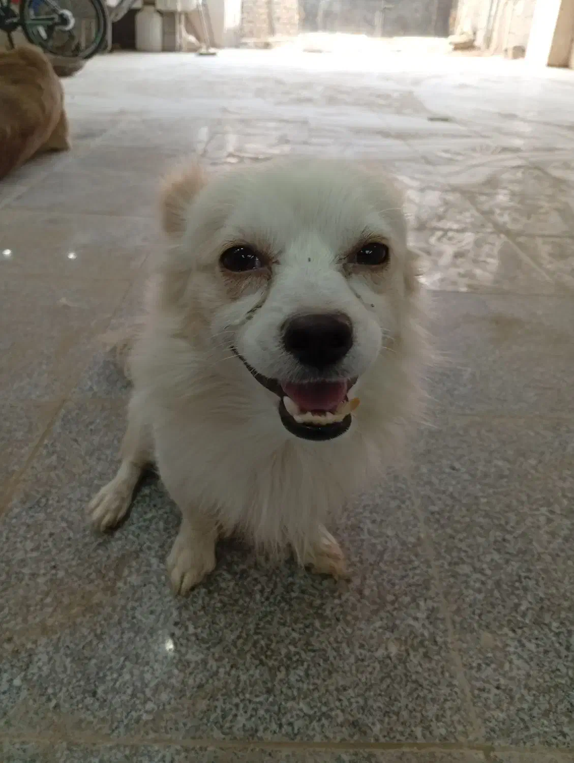 سگ گمشده پامر|اشیا|اسلام‌شهر, شهرک امام حسین (میان آباد)|دیوار