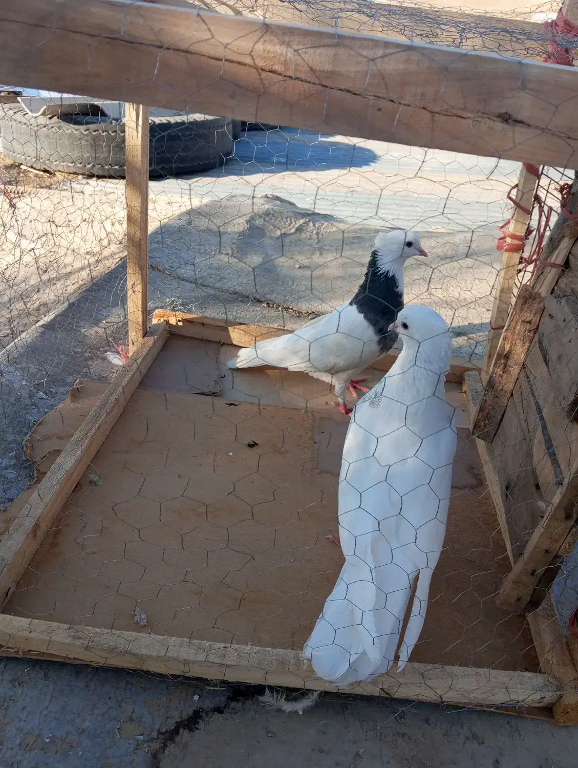 طوقی|پرنده|سنقر, |دیوار