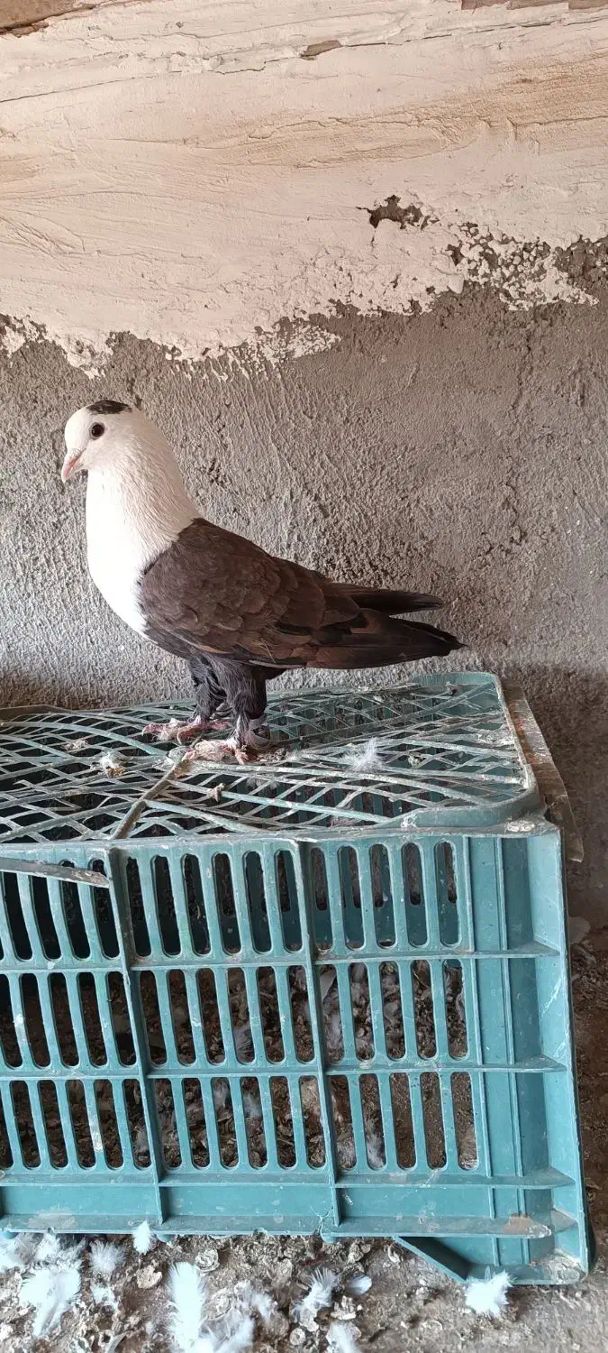 سرسفید نر|پرنده|اقبالیه, |دیوار