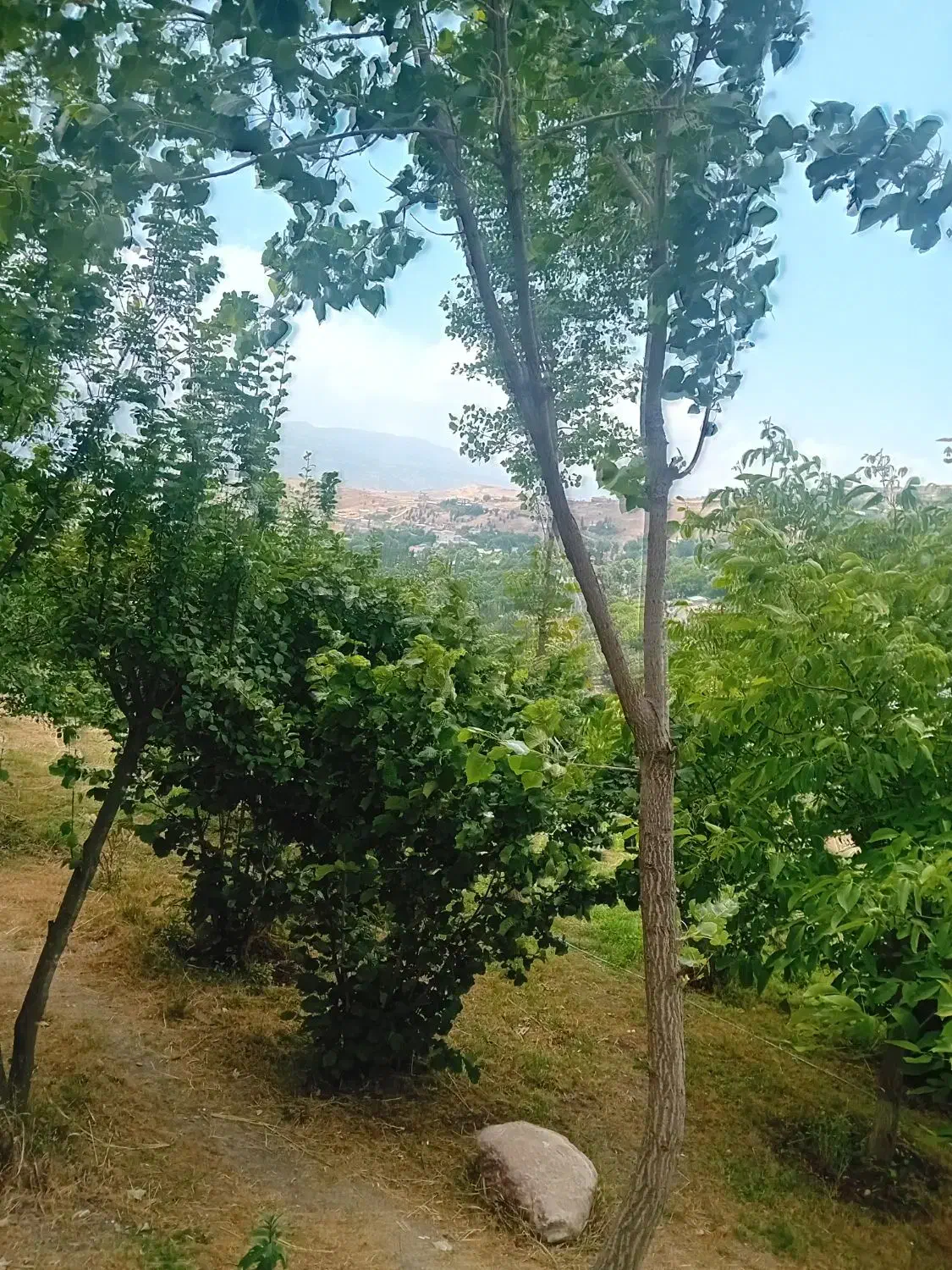 لیدرمحلی|فعالیت داوطلبانه تحقیقاتی|تهران, زعفرانیه|دیوار