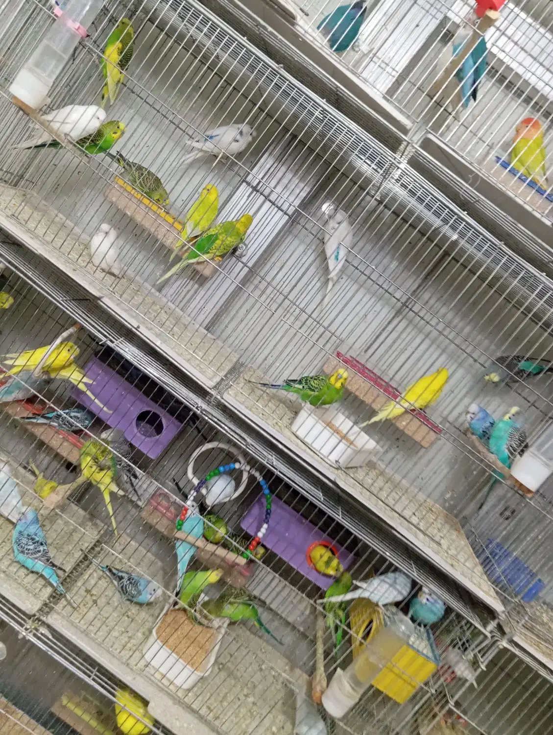 مرغ عشق انواع رنگ ها|پرنده|تبریز, |دیوار