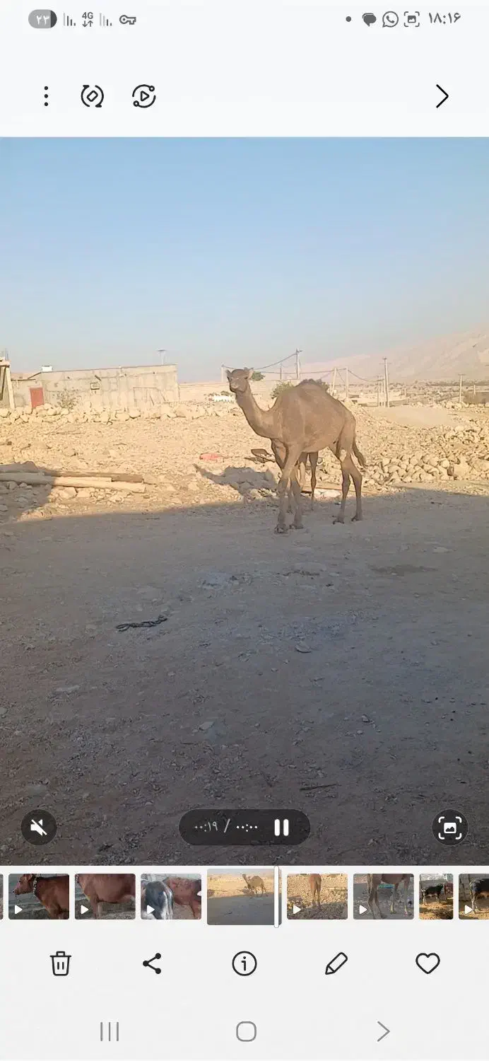 شتر زاییده هاشی جنس نر آروم سواری بندی|حیوانات مزرعه|لار, |دیوار