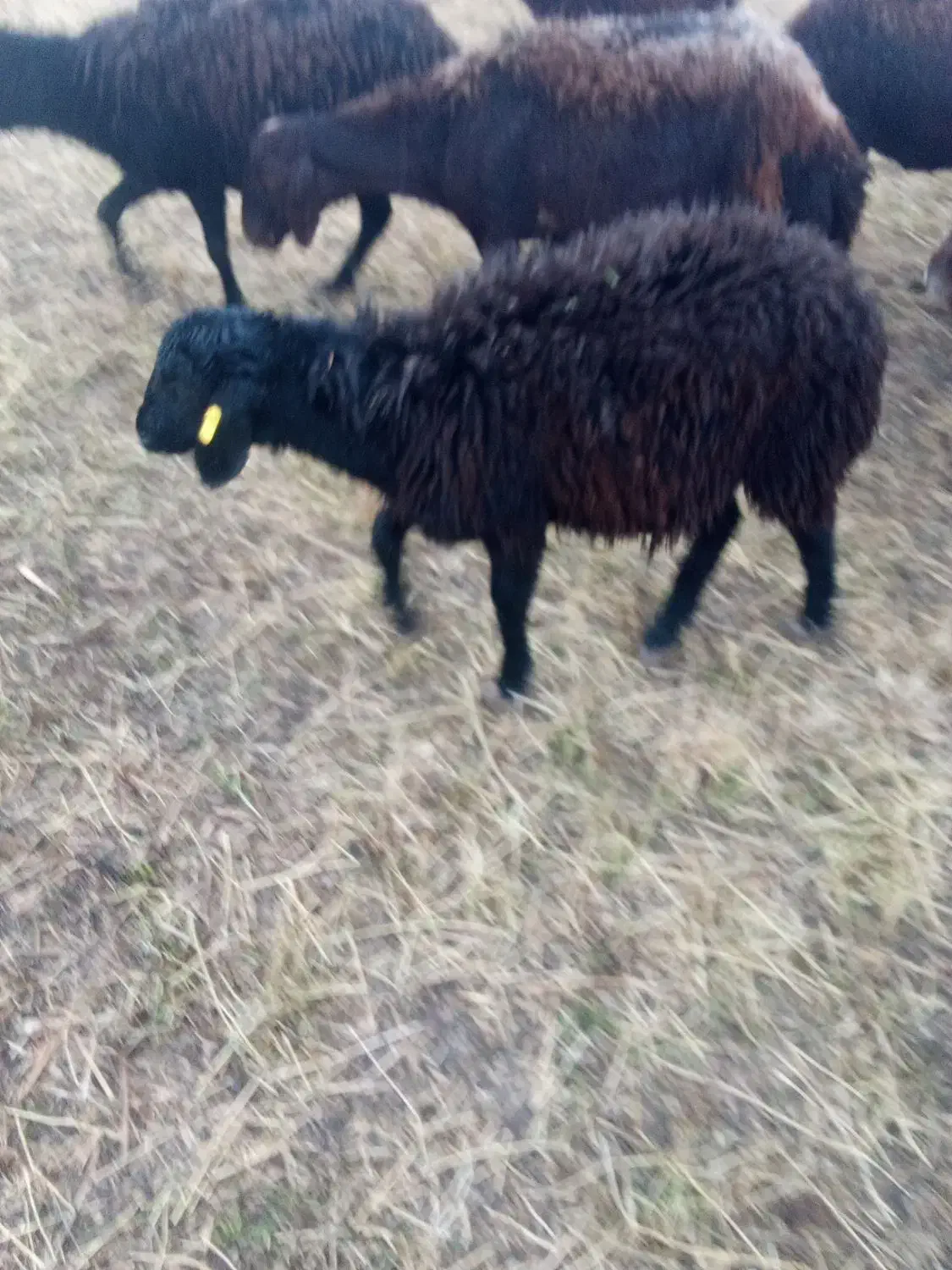 بره ماده|حیوانات مزرعه|سراب, |دیوار