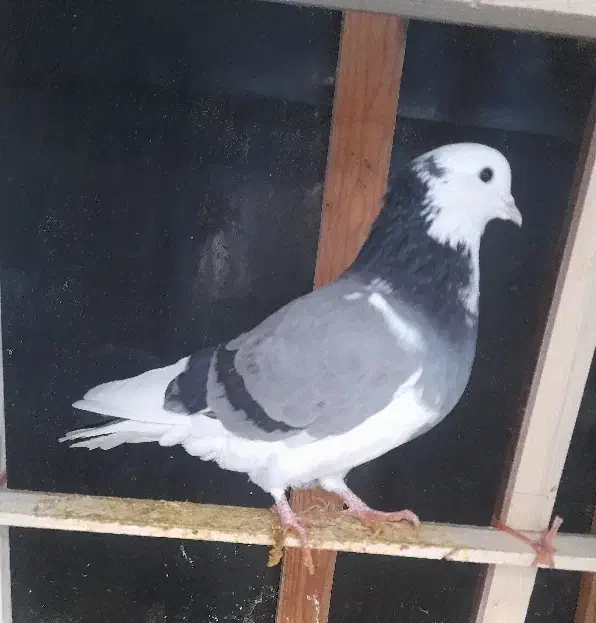 کبوترپرشی نر|پرنده|بندر ترکمن, |دیوار