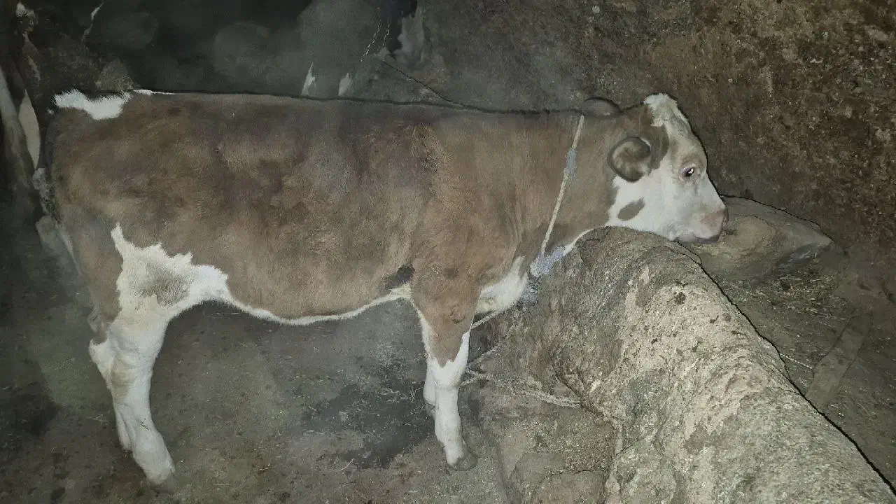 گاو سیمینتال اصل|حیوانات مزرعه|بیجار, |دیوار