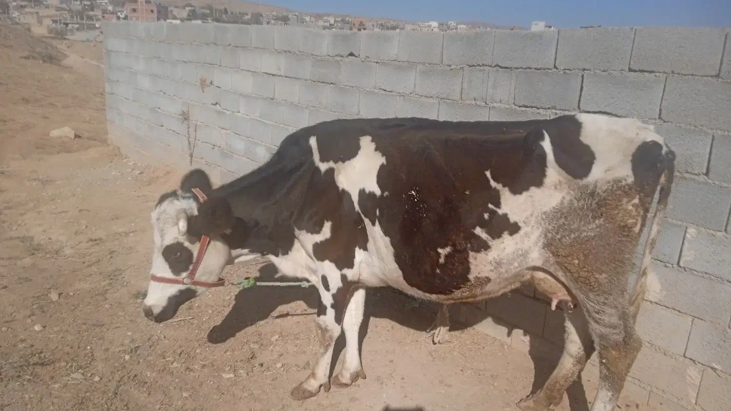 یک عدد گاو و گوساله سمینتال|حیوانات مزرعه|بجنورد, |دیوار