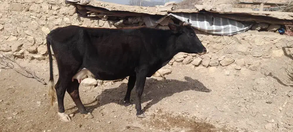 گاو|حیوانات مزرعه|لوداب, |دیوار