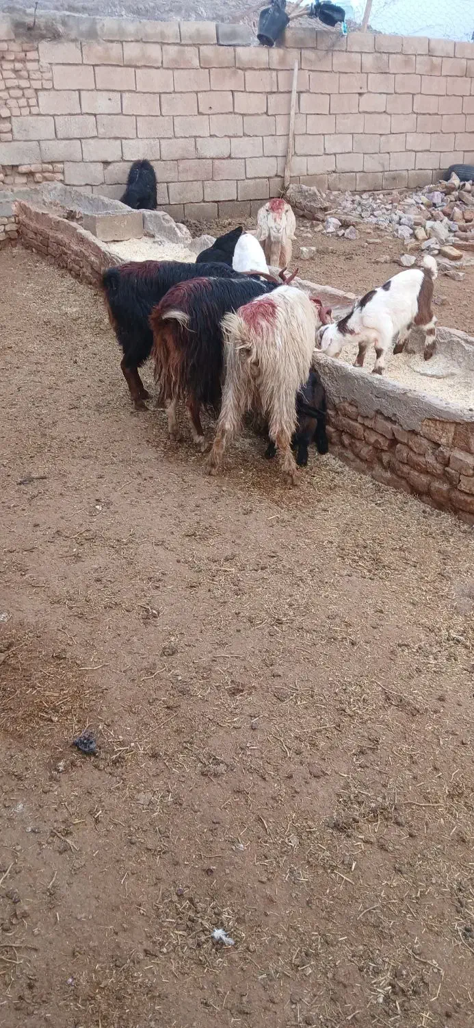 بزجوان|حیوانات مزرعه|سبزوار, قصبه شرقی|دیوار