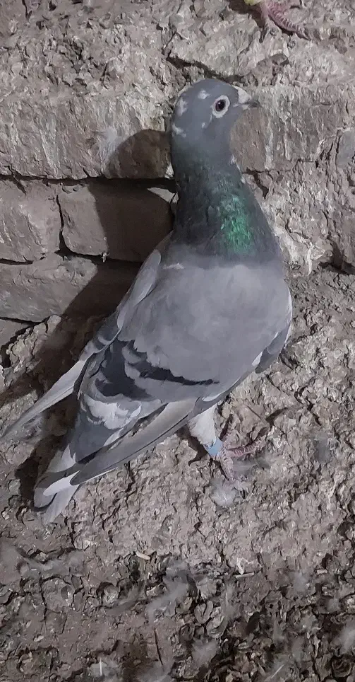 قره سبز ماده|پرنده|رشتخوار, |دیوار