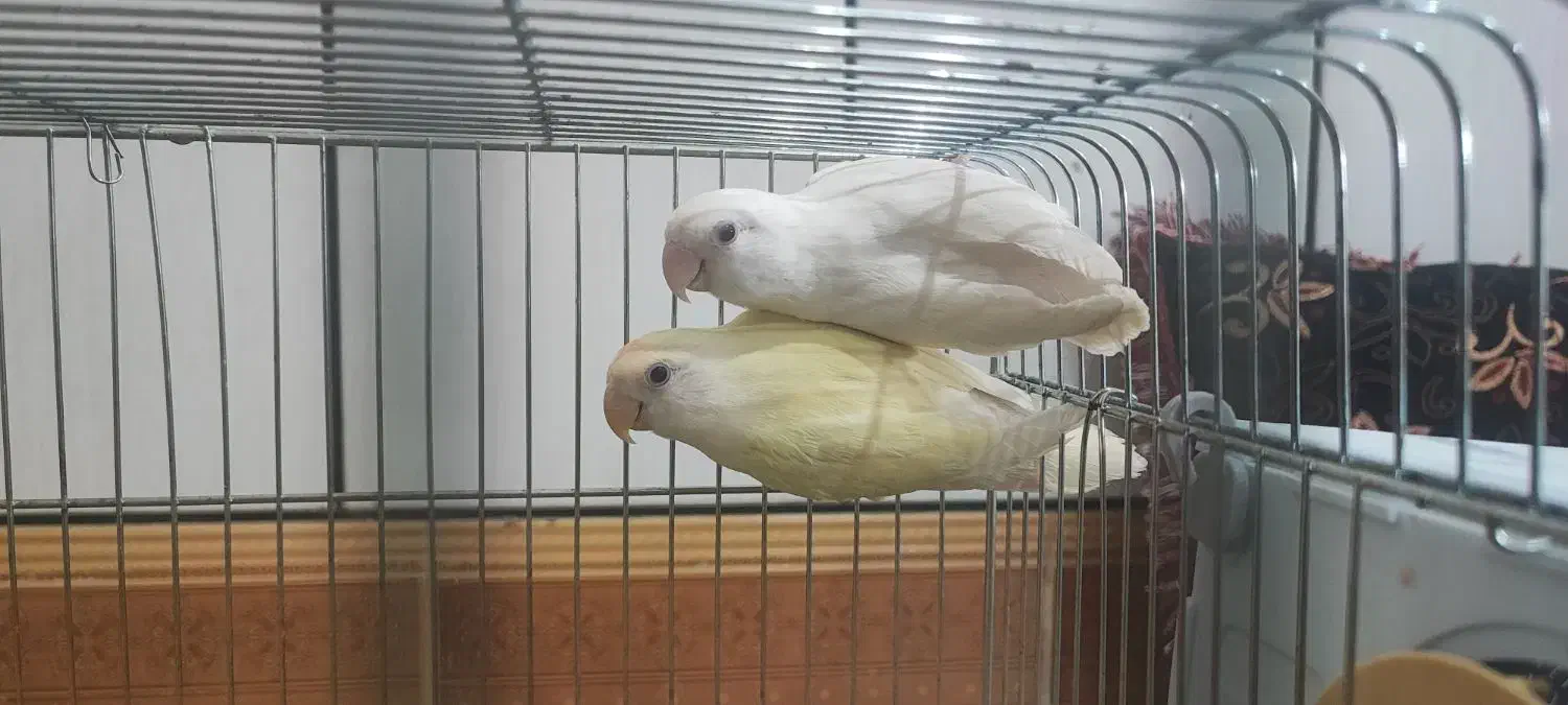 جفت طوطی برزیلی کار داده|پرنده|هندیجان, |دیوار