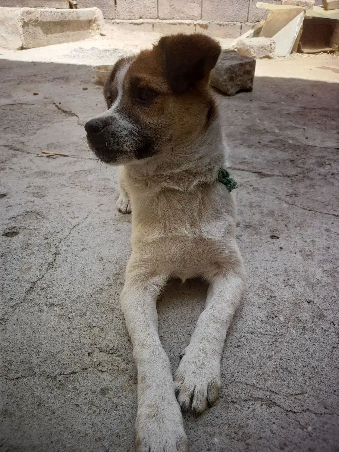 سگ پا کوتاه|سگ|بیجار, |دیوار