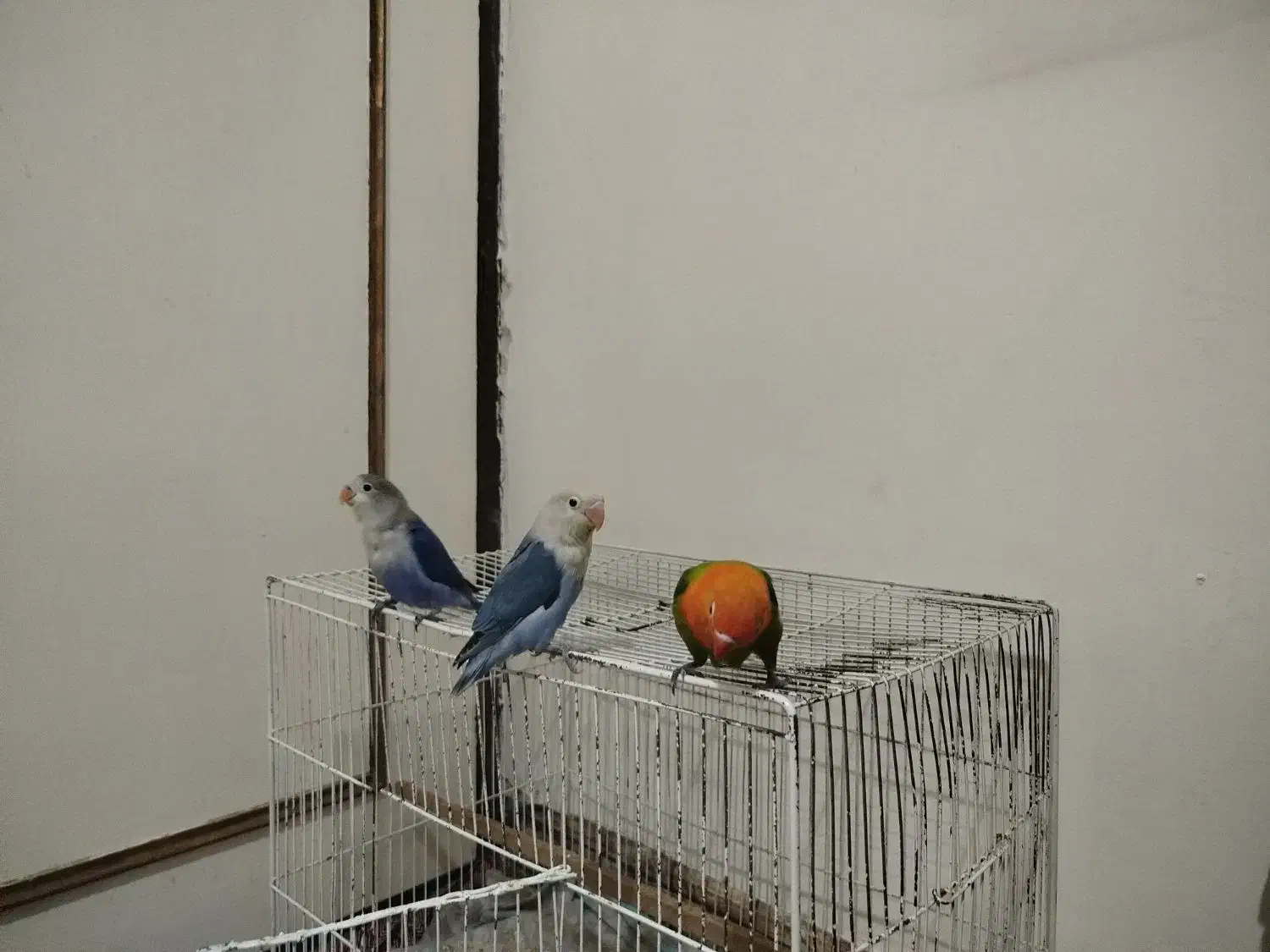 جوجه طوطی کوتوله|پرنده|الوند, |دیوار