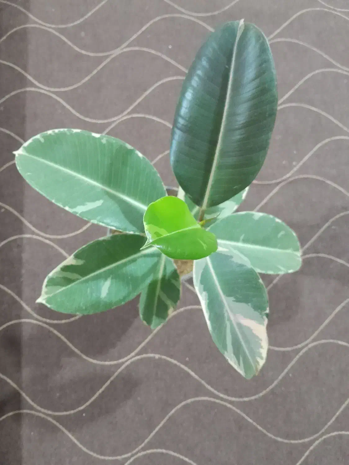 تعدادی گل دیفن باخیا وفیکوس و یشم|گل و گیاه طبیعی|ساوه, |دیوار