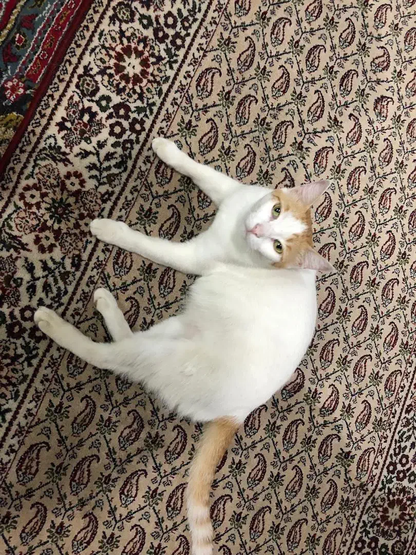 واگذاری رایگان گربه خانگی|گربه|بابل, |دیوار