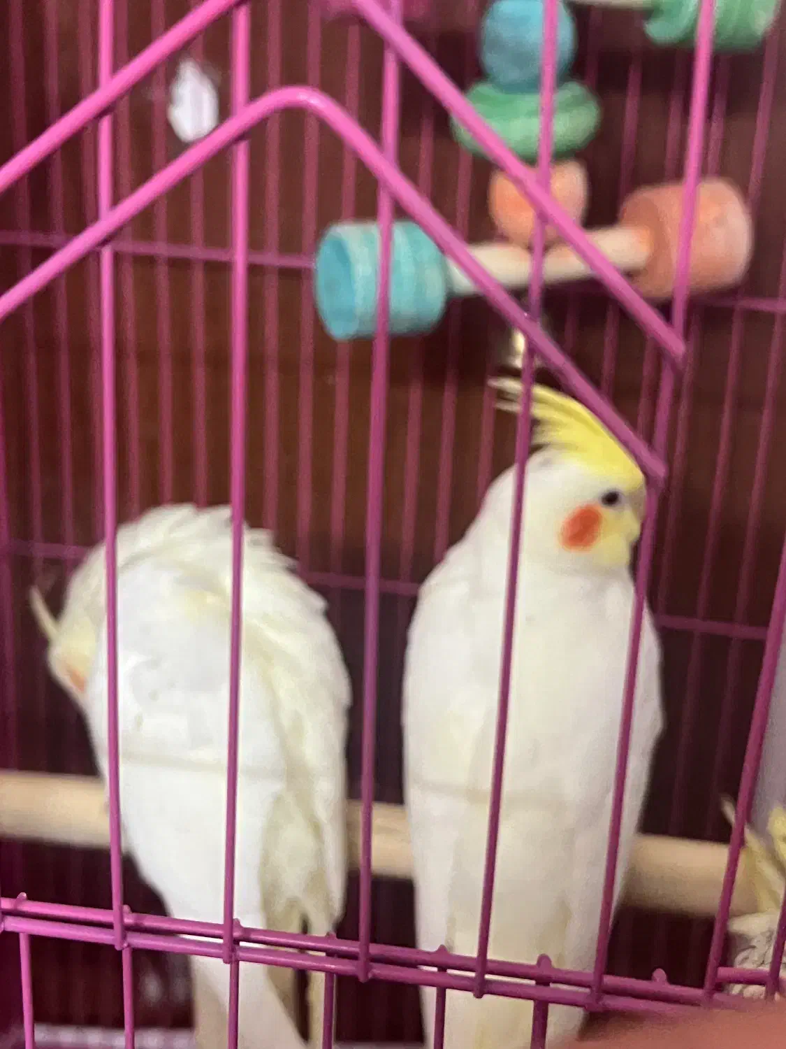 عروس هلندی دستی دونخور|پرنده|فسا, |دیوار