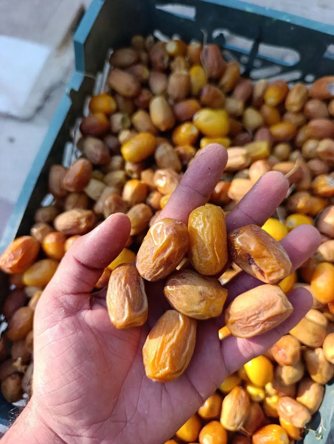 خرما با قیمت مناسب و کیفیت عالی|خوردنی و آشامیدنی|بندرعباس, |دیوار