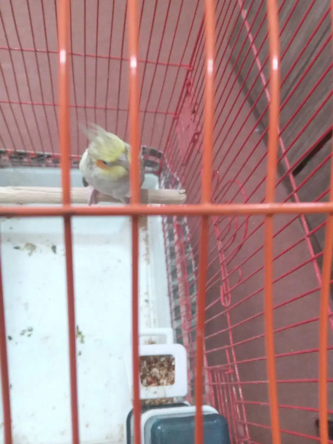 فروش یامعاوضه یک عددعروس هلندی ماده زیبا|پرنده|فردوسیه, |دیوار