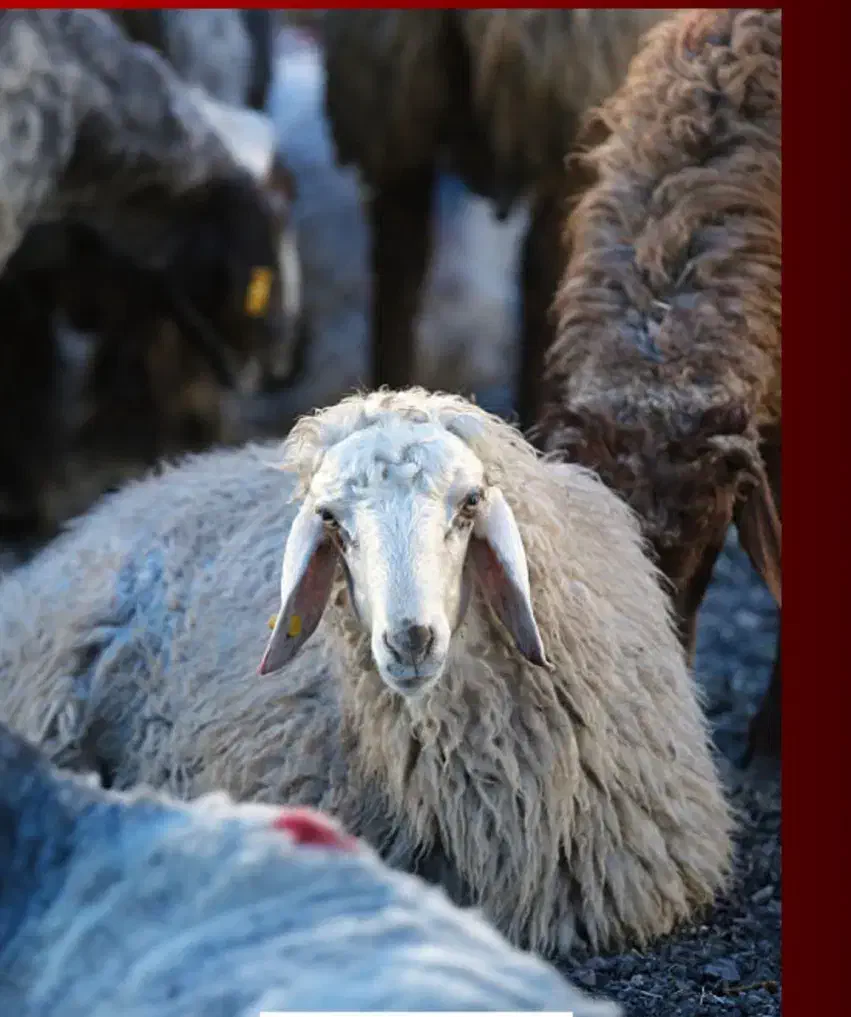 ... شیشک گوسفند زنده بره چاق تهران|حیوانات مزرعه|تهران, شهرک آزمایش|دیوار