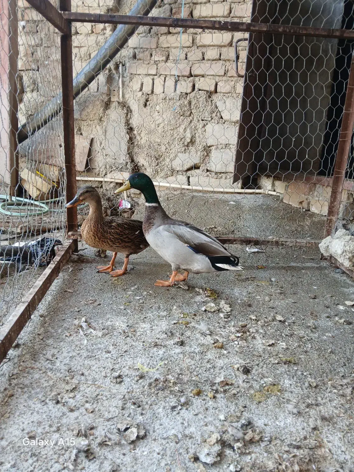 اردک پروازی|حیوانات مزرعه|شیروان (لرستان), |دیوار