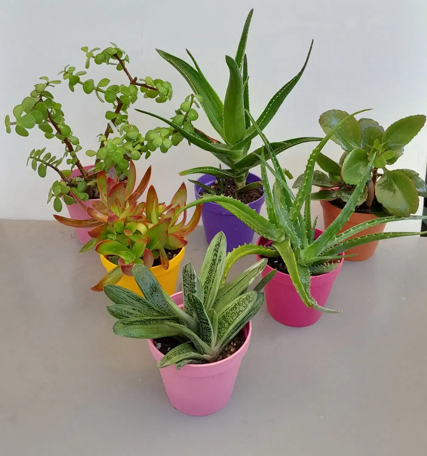 گل وگیاه|گل و گیاه طبیعی|تهران, مجیدیه|دیوار