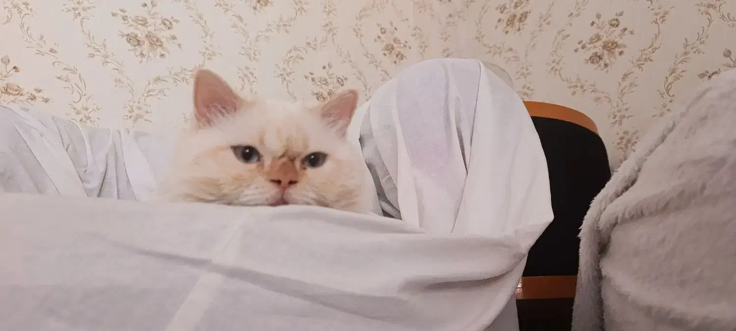 گربه|حیوانات|سنندج, |دیوار