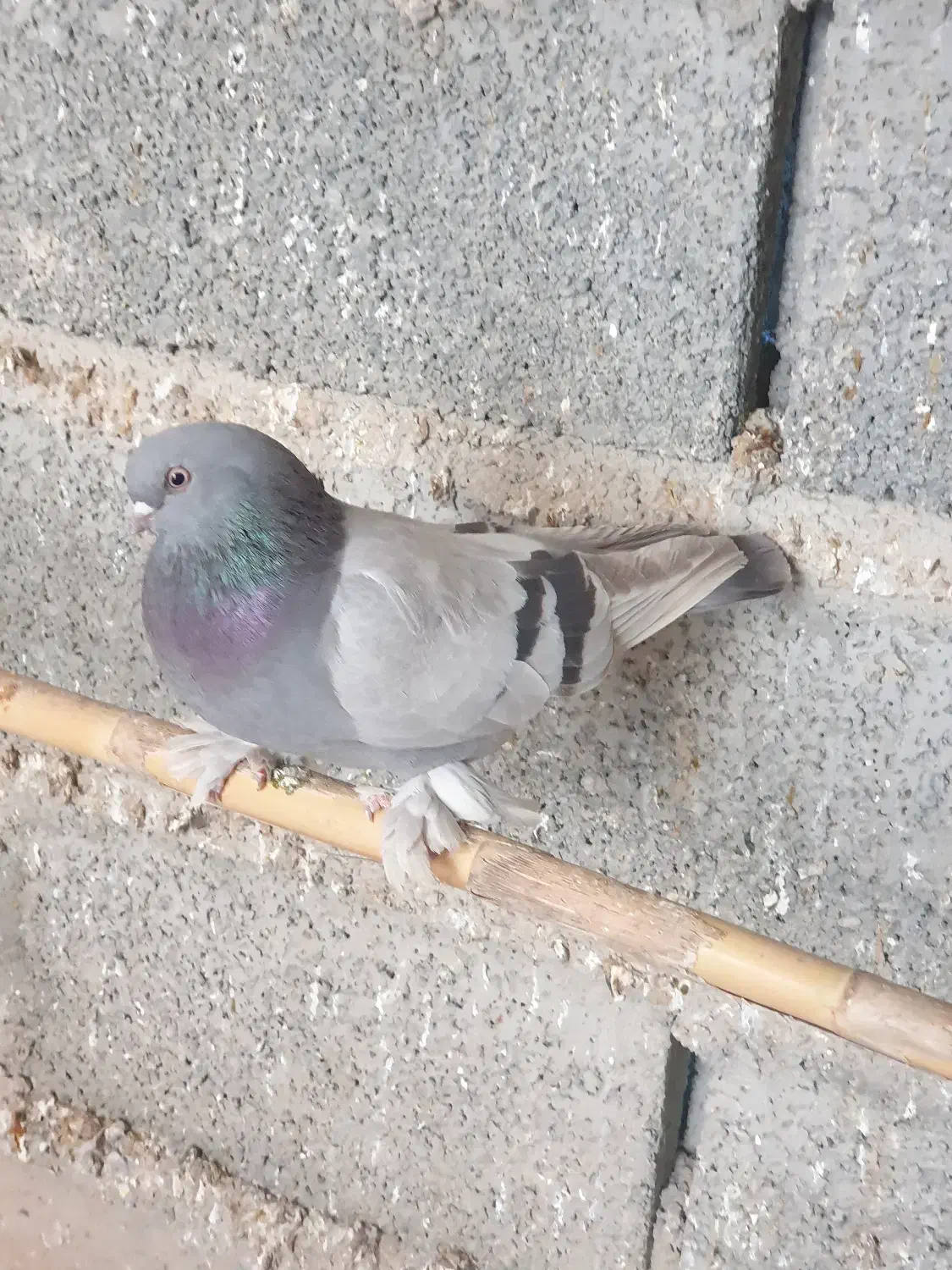 شقشقی دو دانه ماده|پرنده|سرپل ذهاب, |دیوار