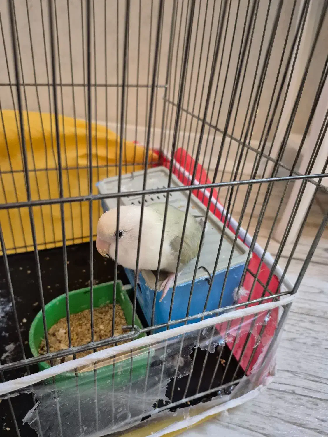 کوتوله برزیلی سفید|پرنده|مشهد, ادیب نیشابوری (شهرک غرب)|دیوار