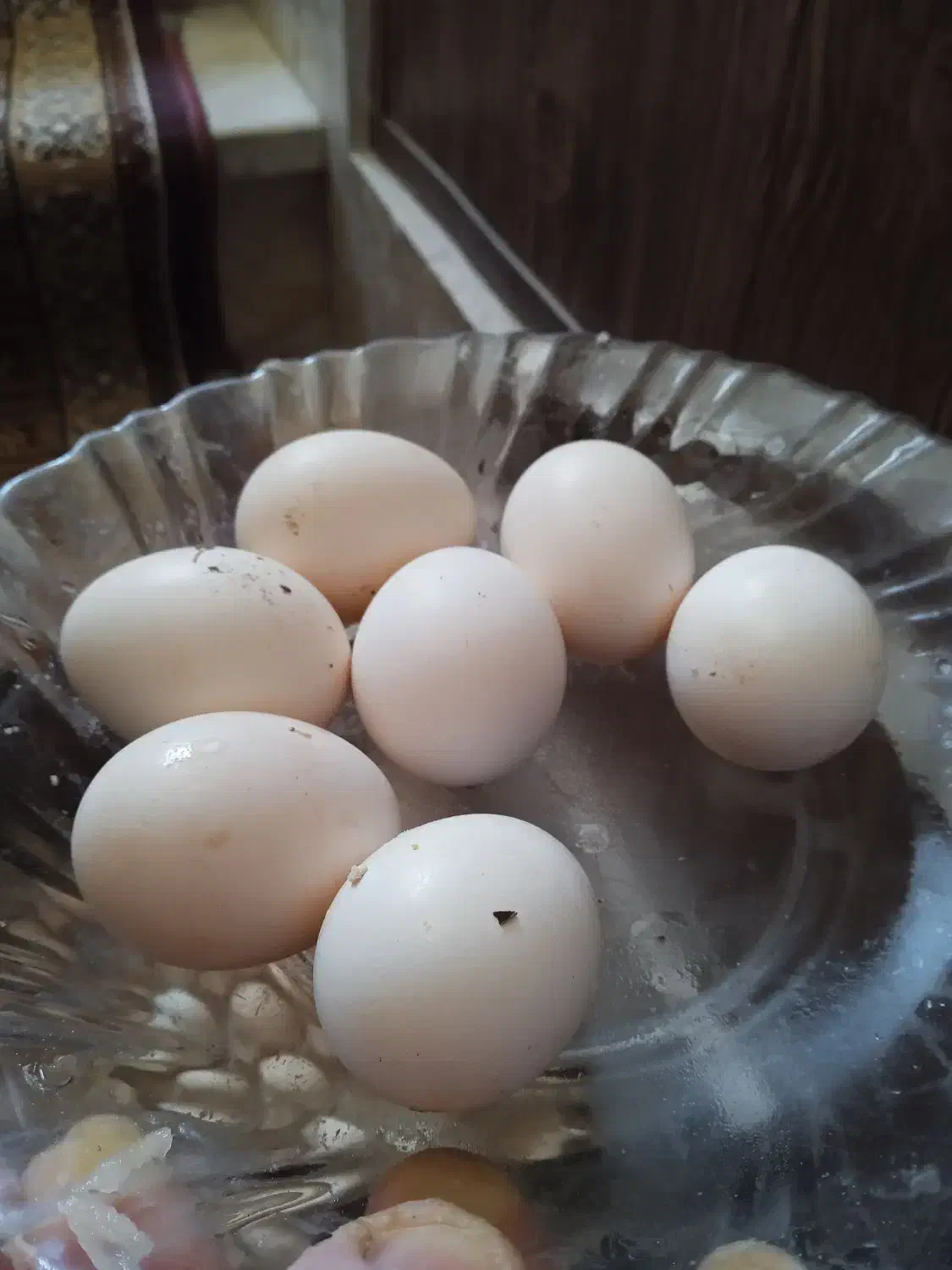 تخم نطفه دار|حیوانات مزرعه|مشهد, وحید|دیوار