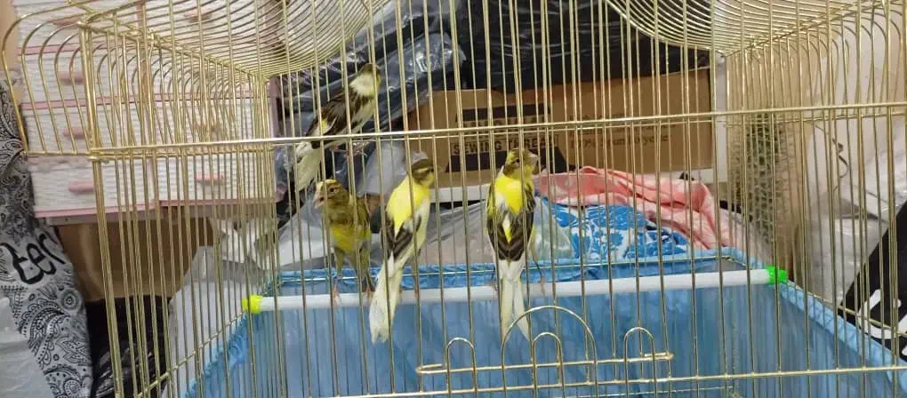 باسلام عرض ادب خدمت دوستان عزیز عشق بازان|پرنده|شهریار, شهریار|دیوار