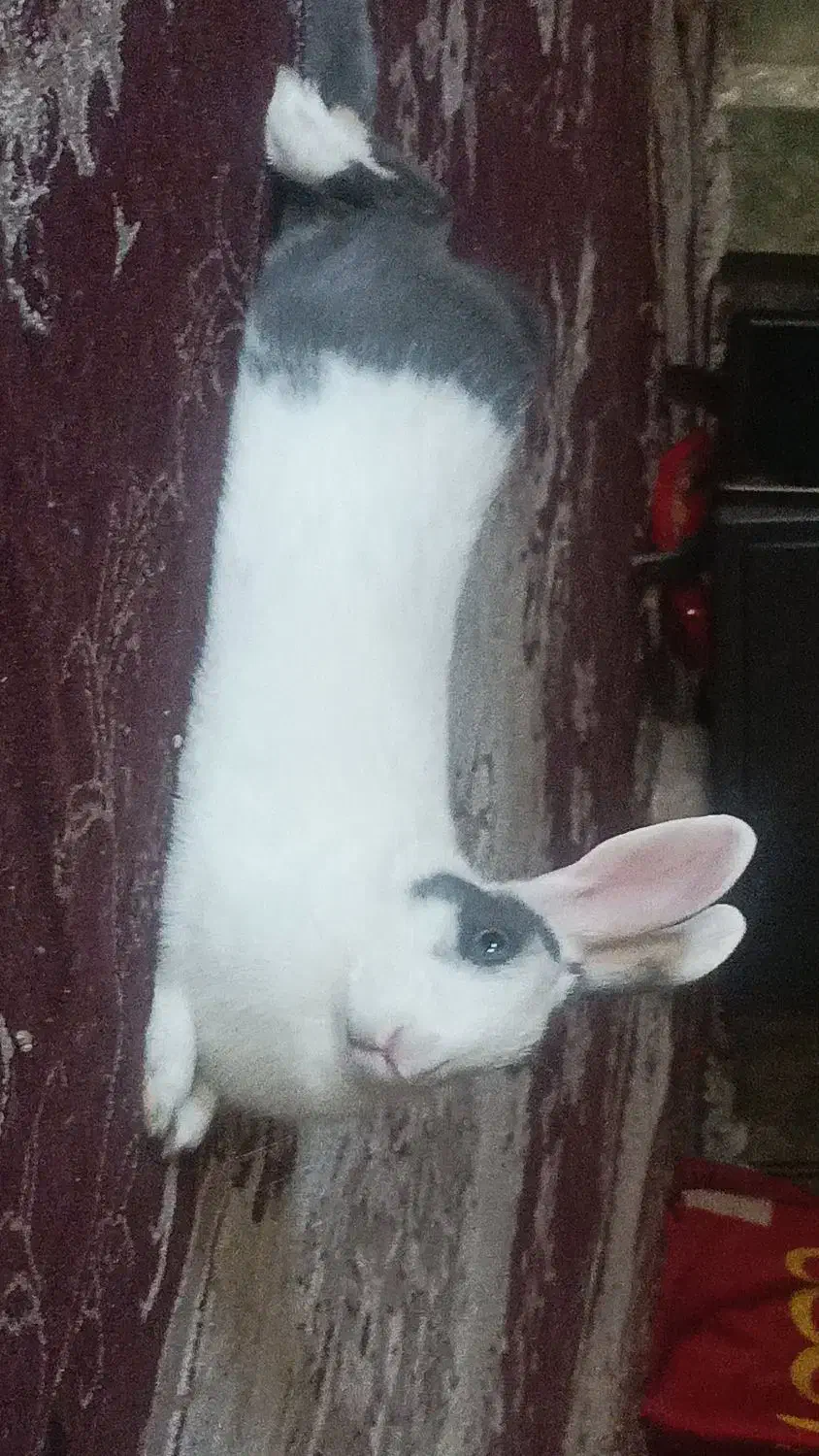 خرگوش|موش و خرگوش|مشهد, کوشک مهدی|دیوار