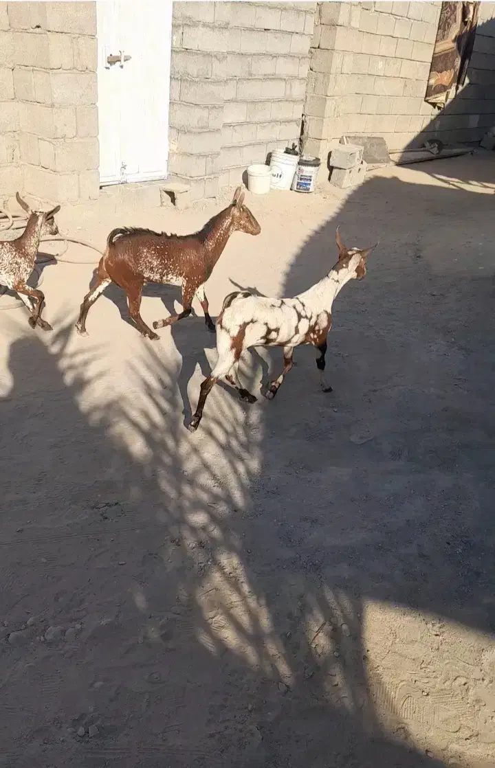 نری نقشی یکسال ونیم|حیوانات مزرعه|بندرعباس, |دیوار