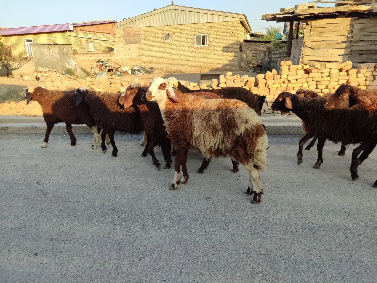 بره نر|حیوانات مزرعه|سیمین شهر, |دیوار