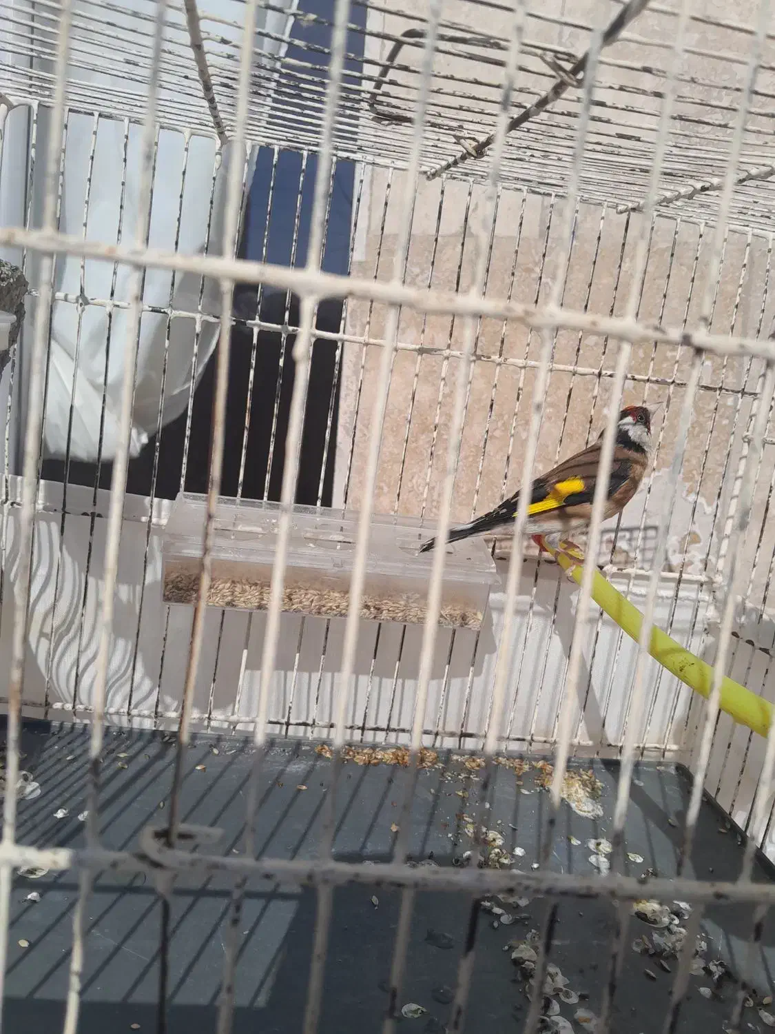 سهره نر|پرنده|اردبیل, |دیوار