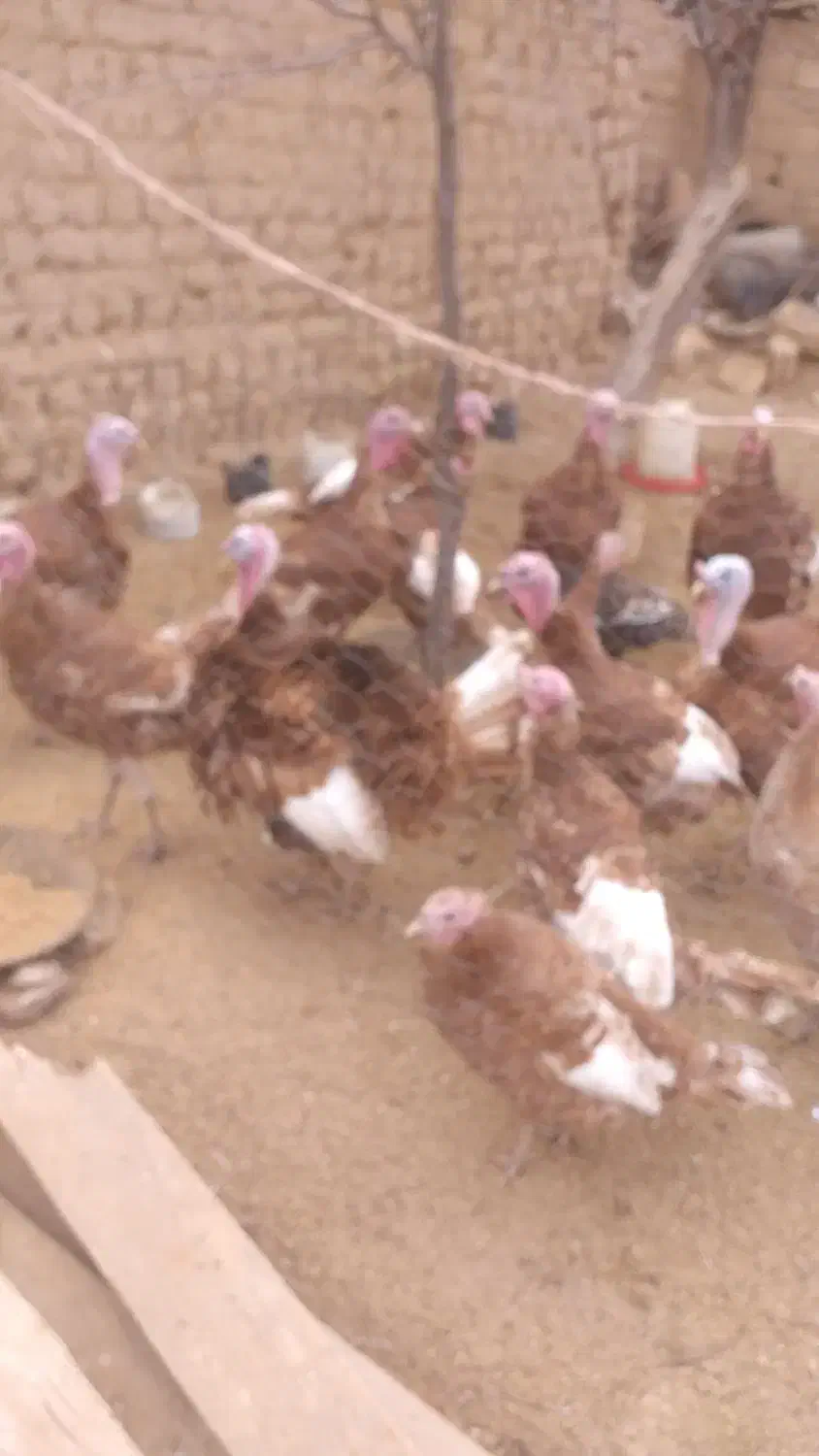 تعدادی بوقلمون|حیوانات مزرعه|نمین, |دیوار