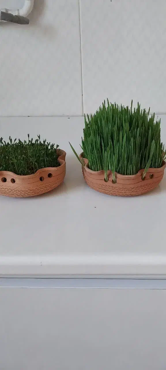 سبزه و جاشمعی|گل و گیاه طبیعی|خرم‌آباد, |دیوار