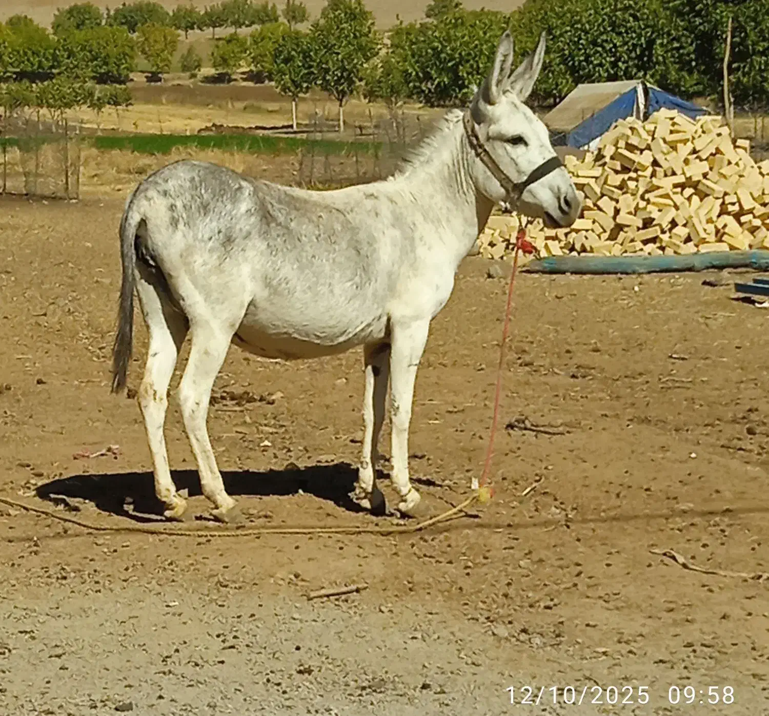 الاغ|حیوانات مزرعه|الشتر, |دیوار