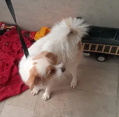 سگ پامر|سگ|ورامین, ورامین|دیوار