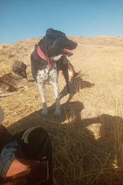 سگ نژاد دار|سگ|گهواره, |دیوار