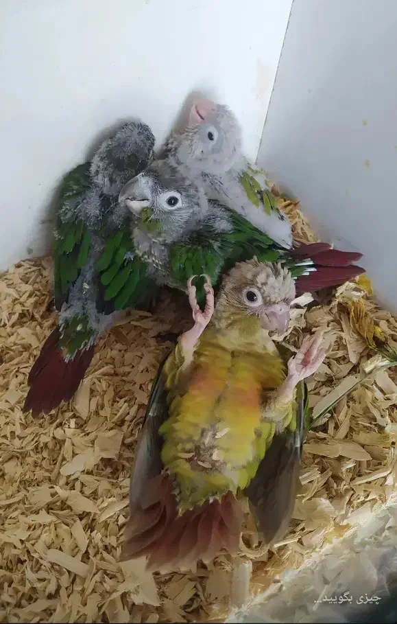 جوجه گرینچیک ملنگو راهب|پرنده|مشهد, نیزه|دیوار