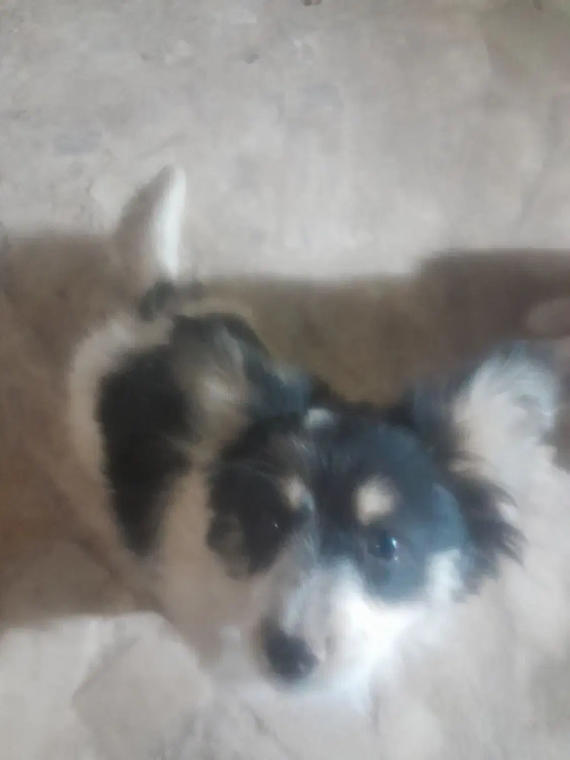 سگ پاکوتاه|سگ|نگار, |دیوار