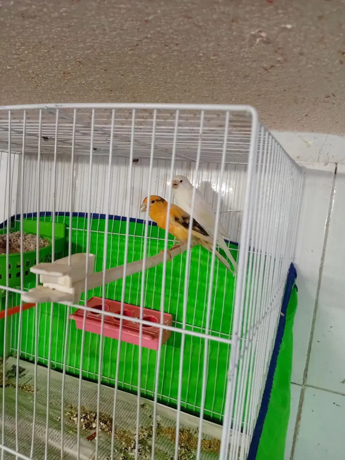 سه جفت قناری تضمینی جوجه رسون دارن آغول گرم میکنن|پرنده|تربت‌حیدریه, باغ سلطانی|دیوار