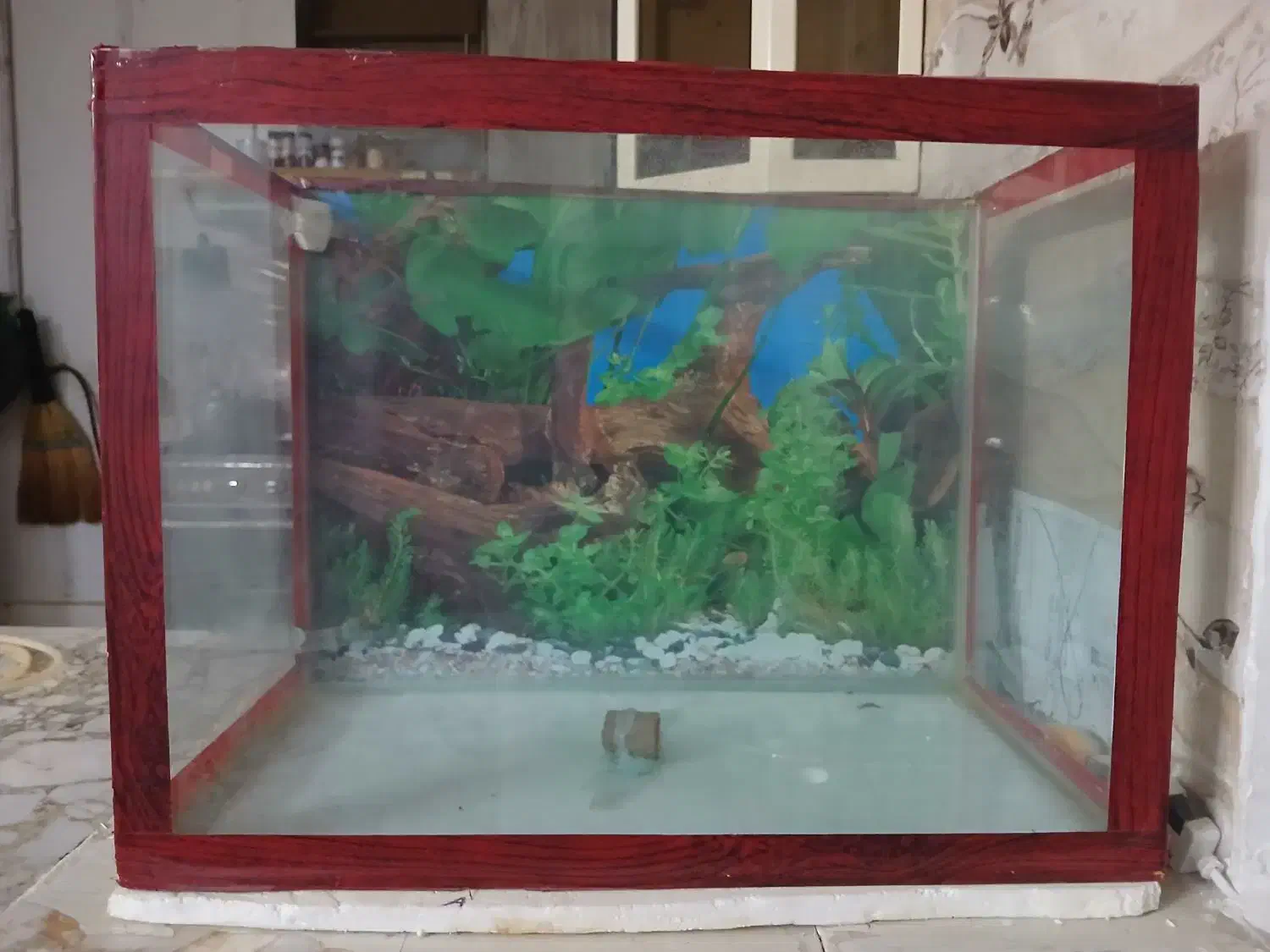 فروش آکواریوم سالم|ماهی|شاندیز, |دیوار