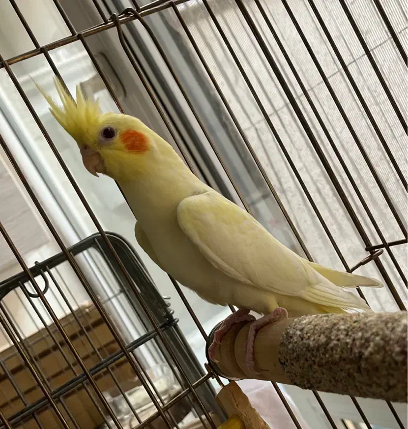 عروس هلندی مولد|پرنده|فردیس, ثابتی|دیوار