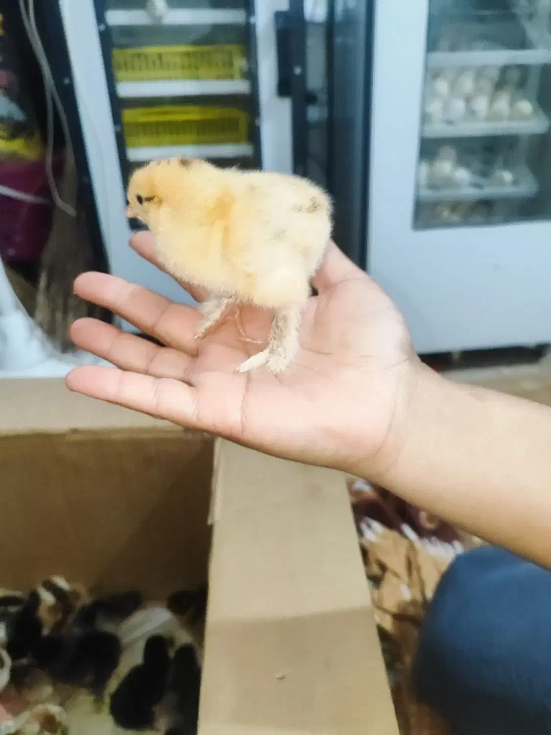 جوجه برهما دیلگونی|حیوانات مزرعه|دهدشت, |دیوار