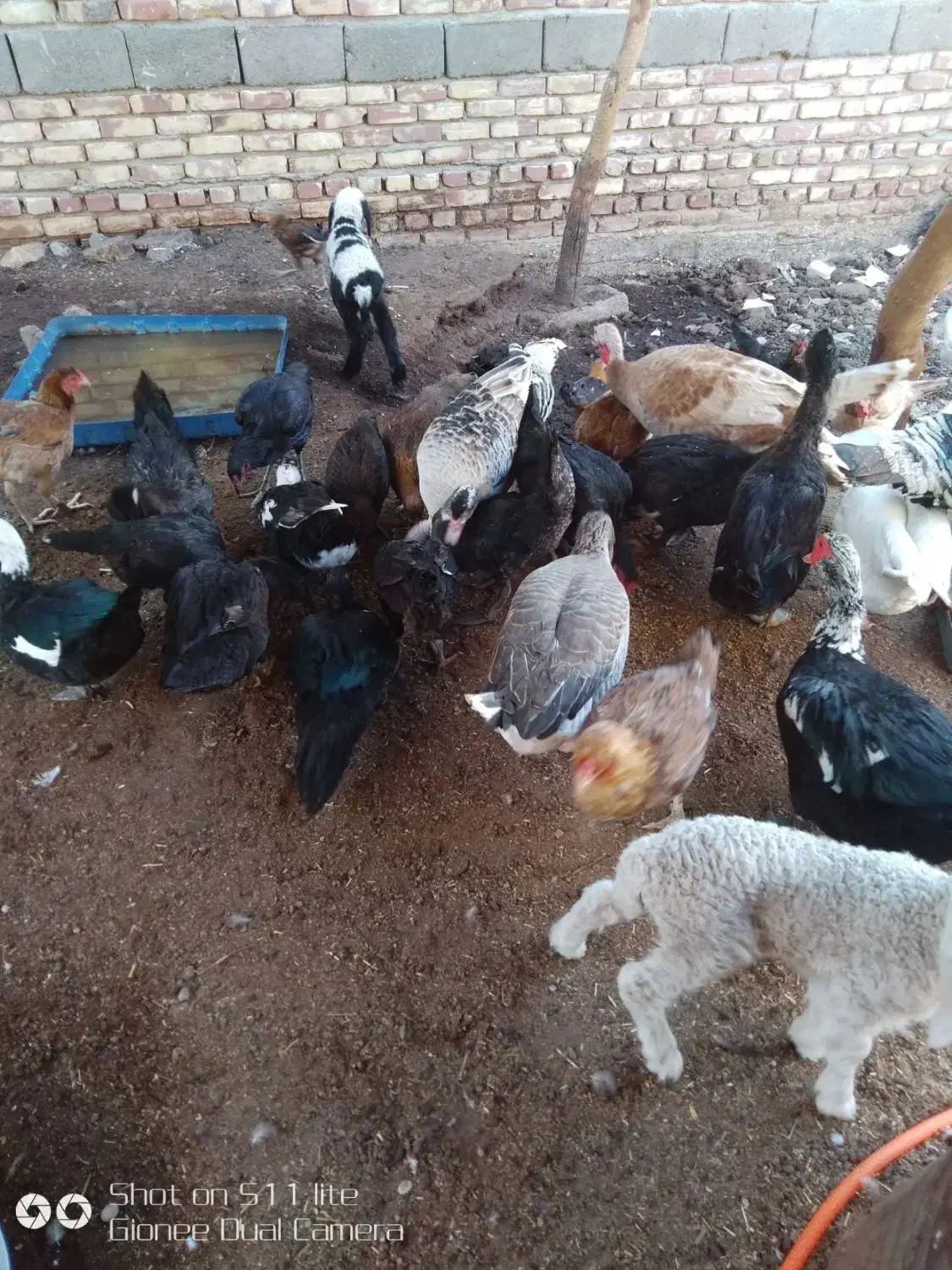 تعدادی مرغ و غاز ، اردک خارجی و بوقلمون|حیوانات مزرعه|کرباسک, |دیوار