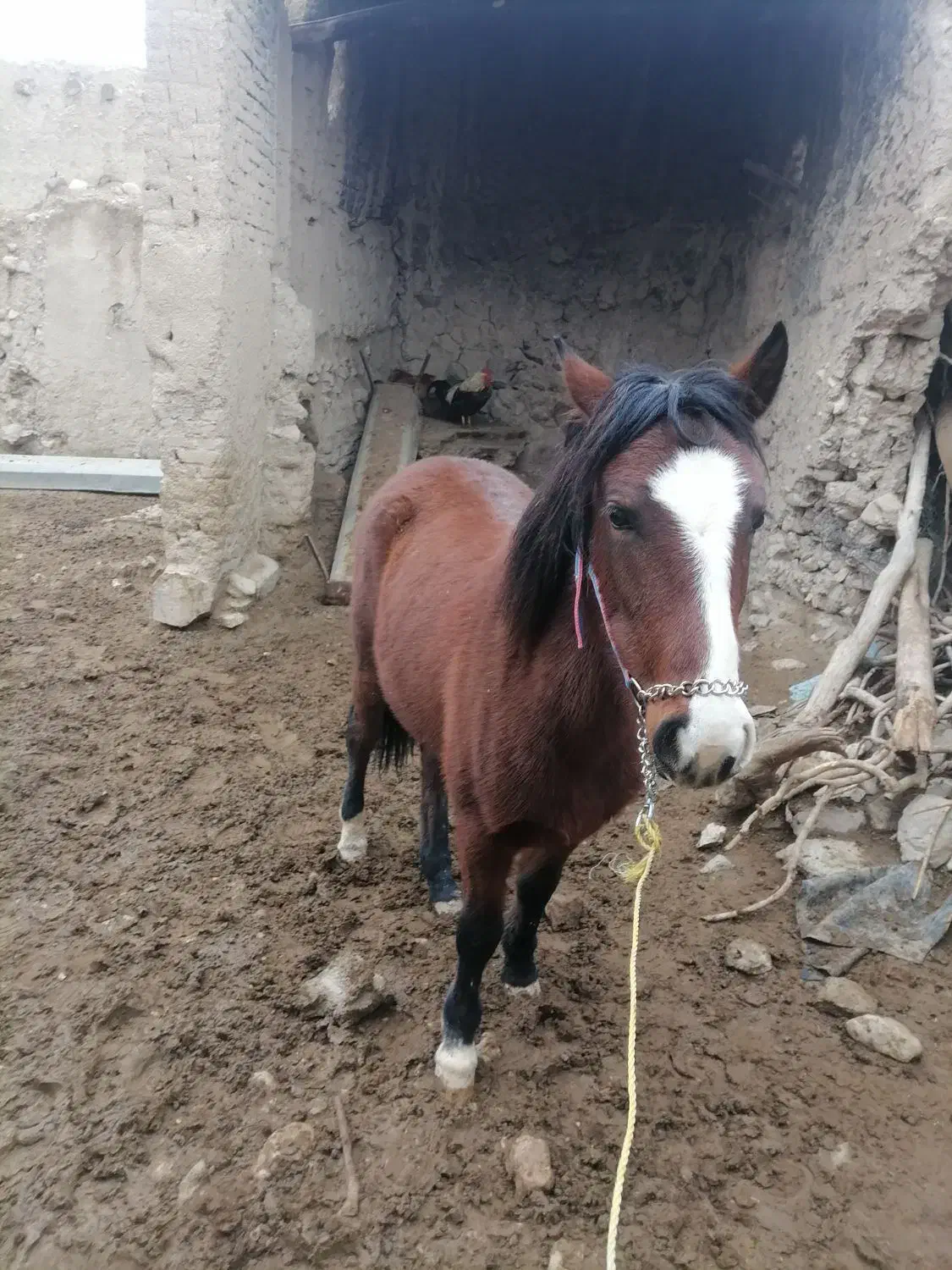 اسب|اسب و تجهیزات اسبسواری|نیشابور, ماروسک|دیوار