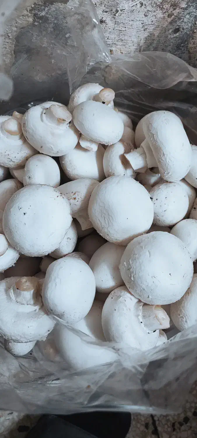 قارچ لوکس|خوردنی و آشامیدنی|تربتحیدریه, شهرک ولیعصر|دیوار