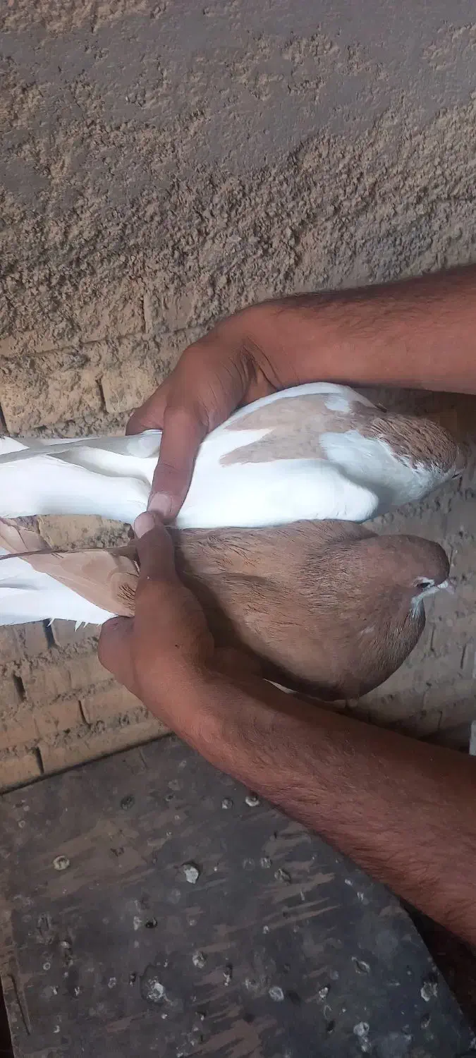 یه جفت شهری|پرنده|خرمشهر, |دیوار