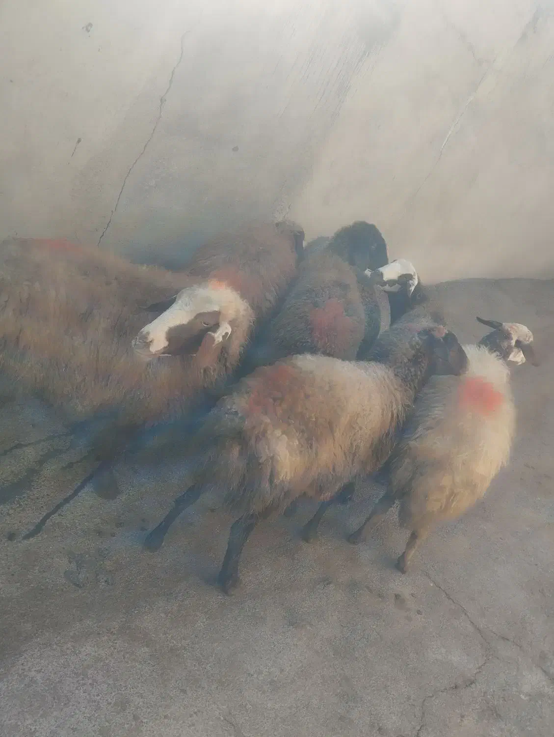 گوسفند زنده|حیوانات مزرعه|دورود, |دیوار